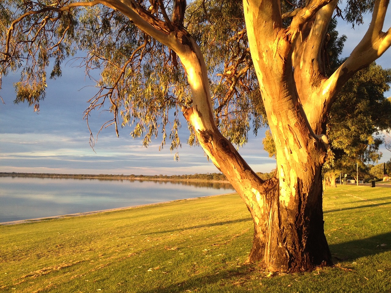 tree evening sun nature free photo