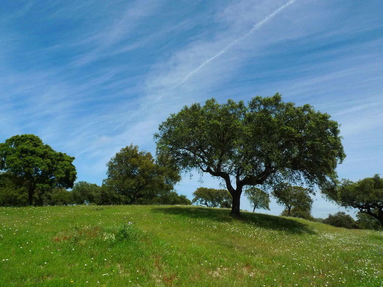 tree green spring free photo