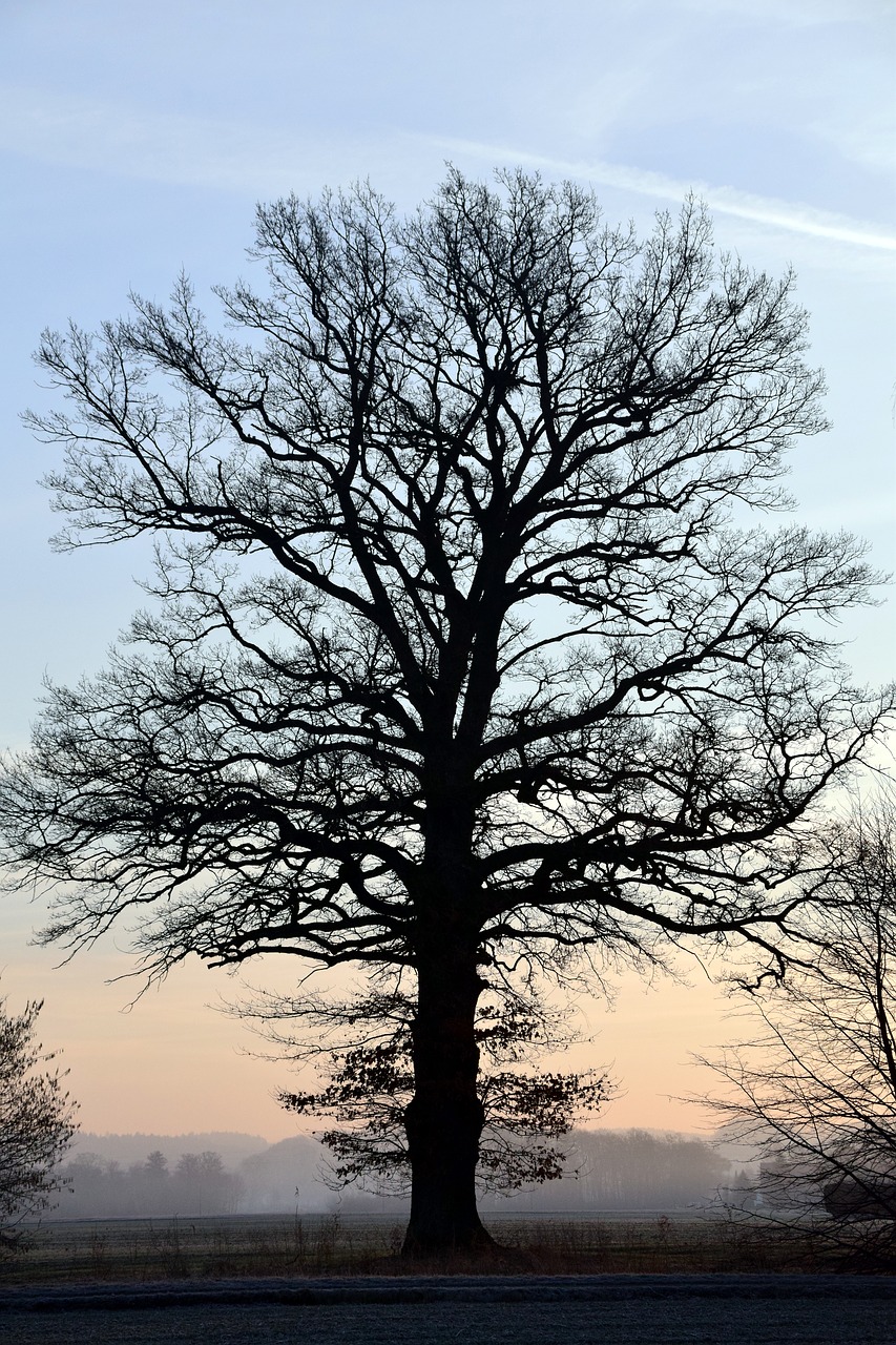 tree kahl bare tree free photo