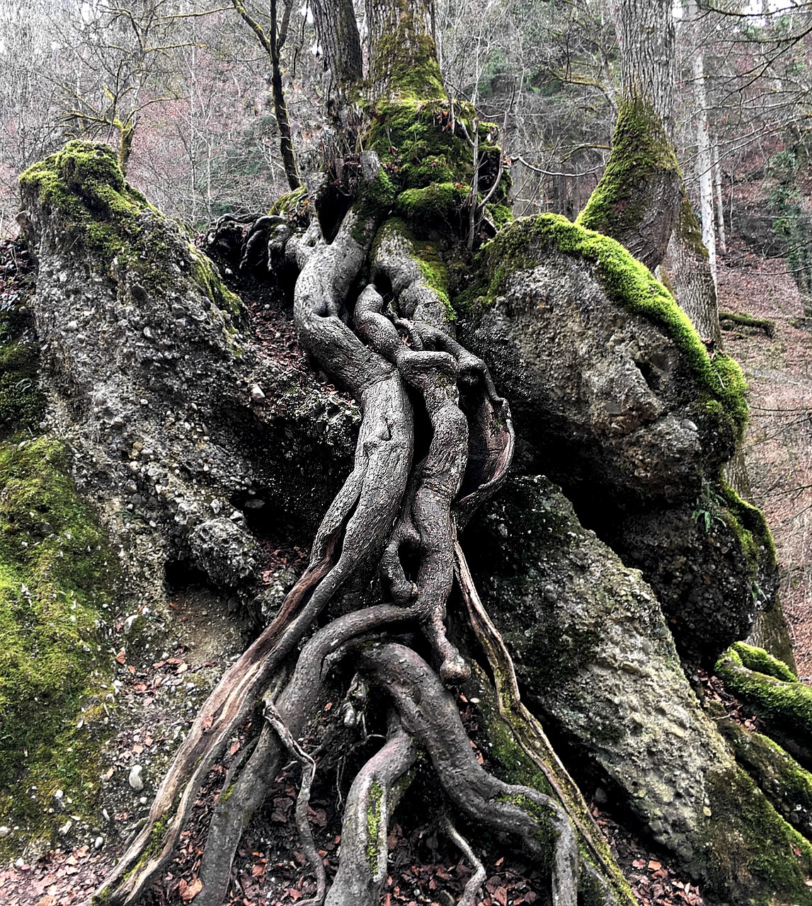 tree root nature free photo