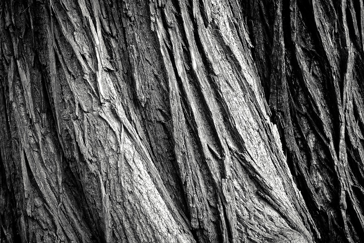 tree tree bark log free photo
