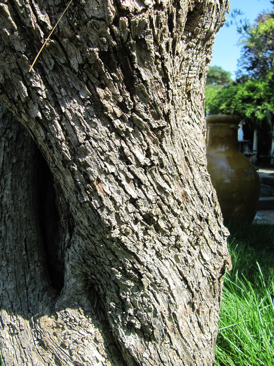 tree wood bark free photo