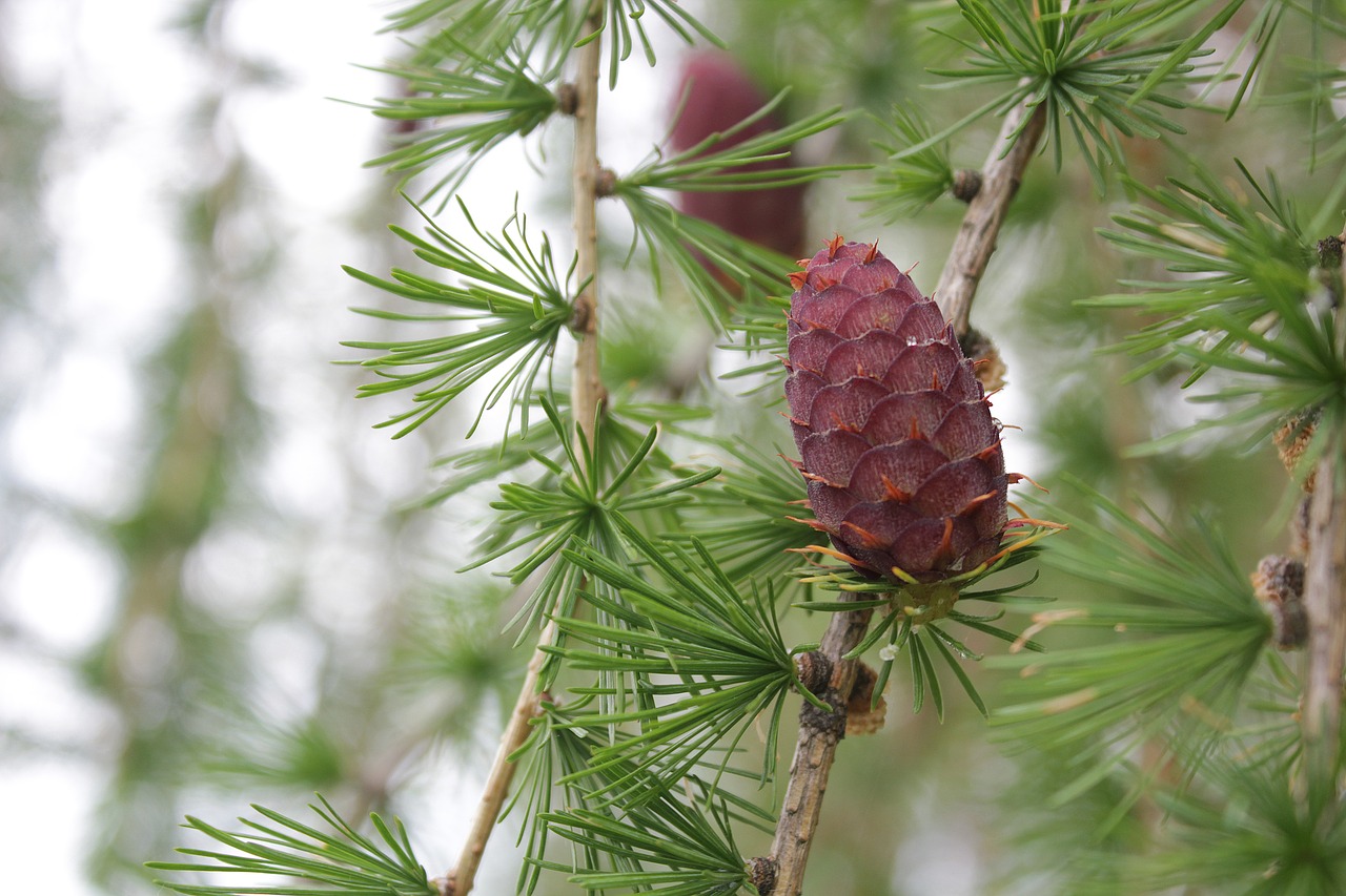 tree pinecone nature free photo