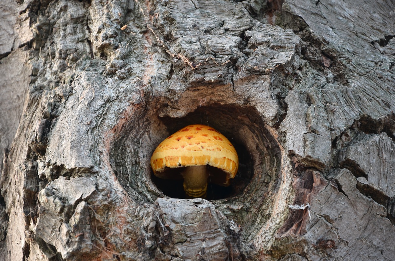 tree mushroom aug free photo