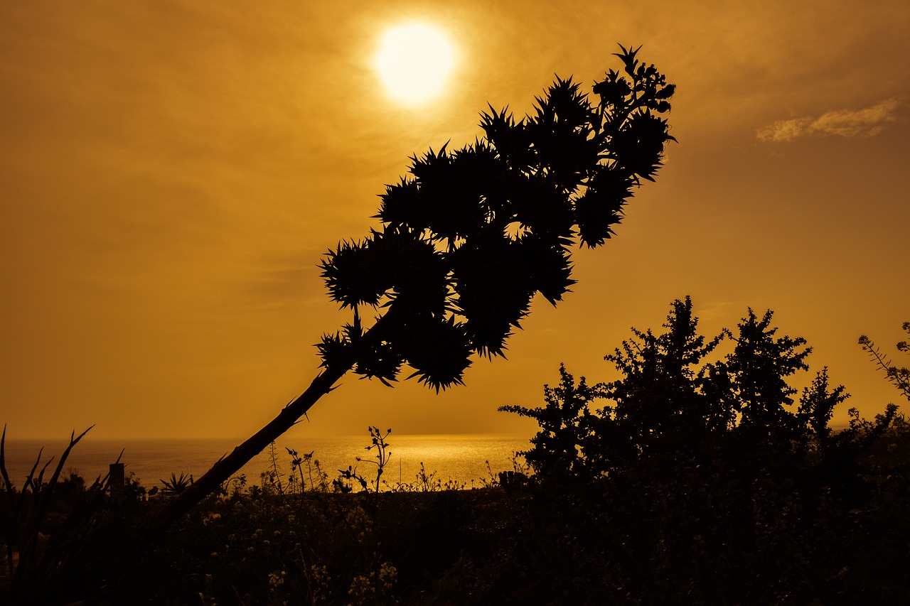 tree sunset nature free photo