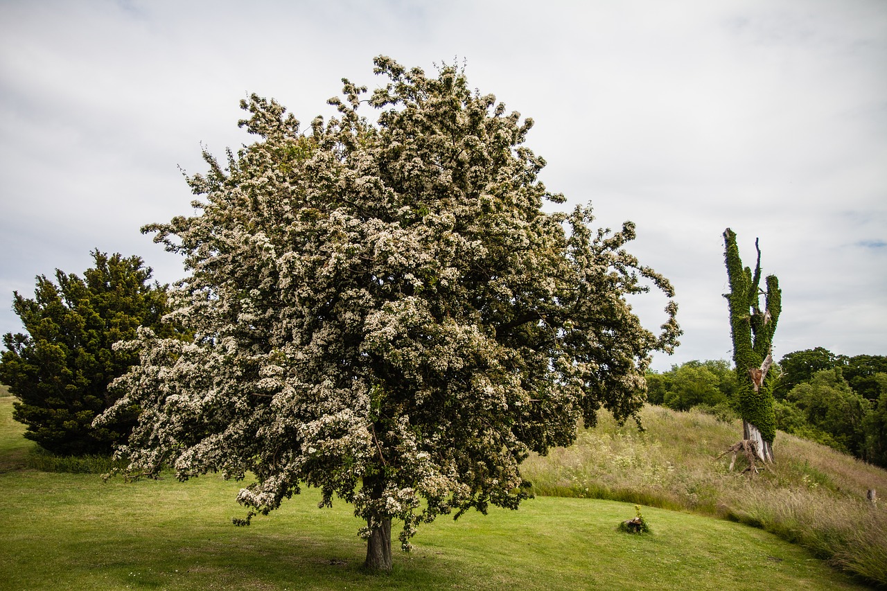 tree nature landscapes free photo