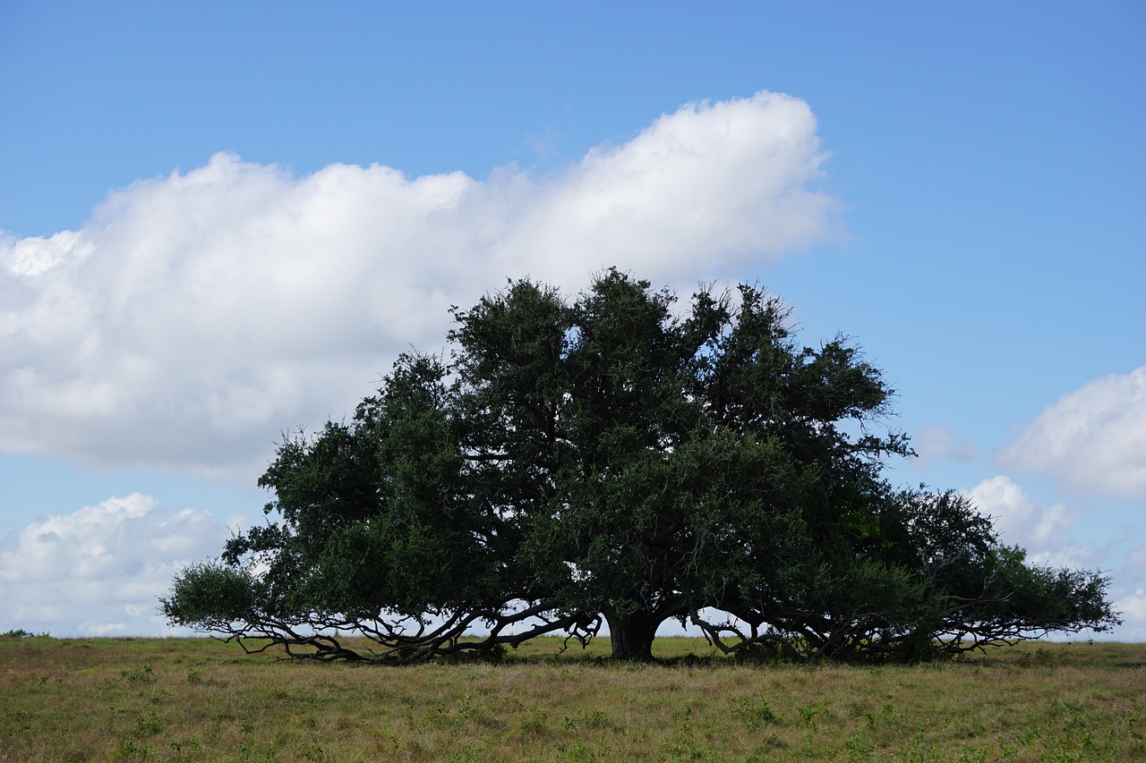 tree oak tree blue sky free photo