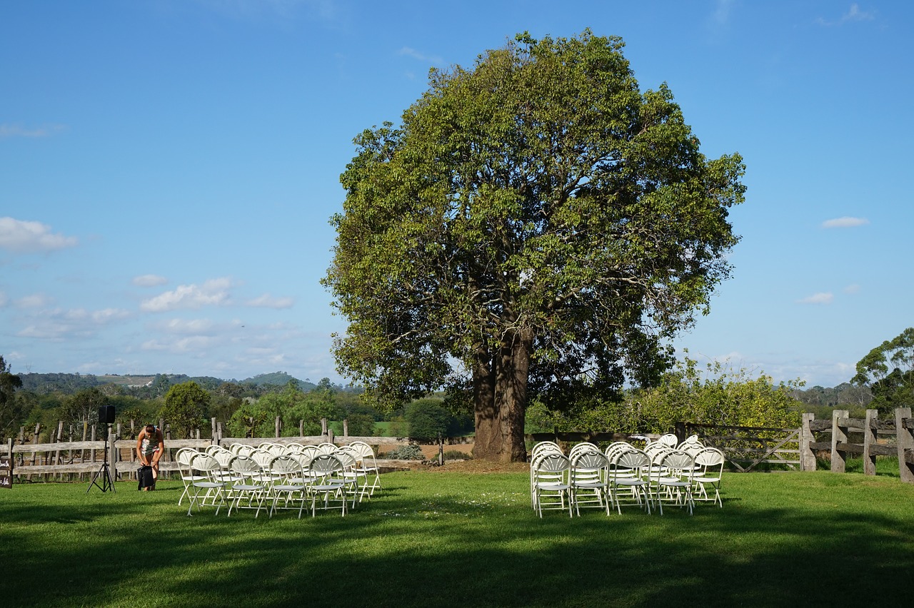 tree wedding outdoor setting free photo