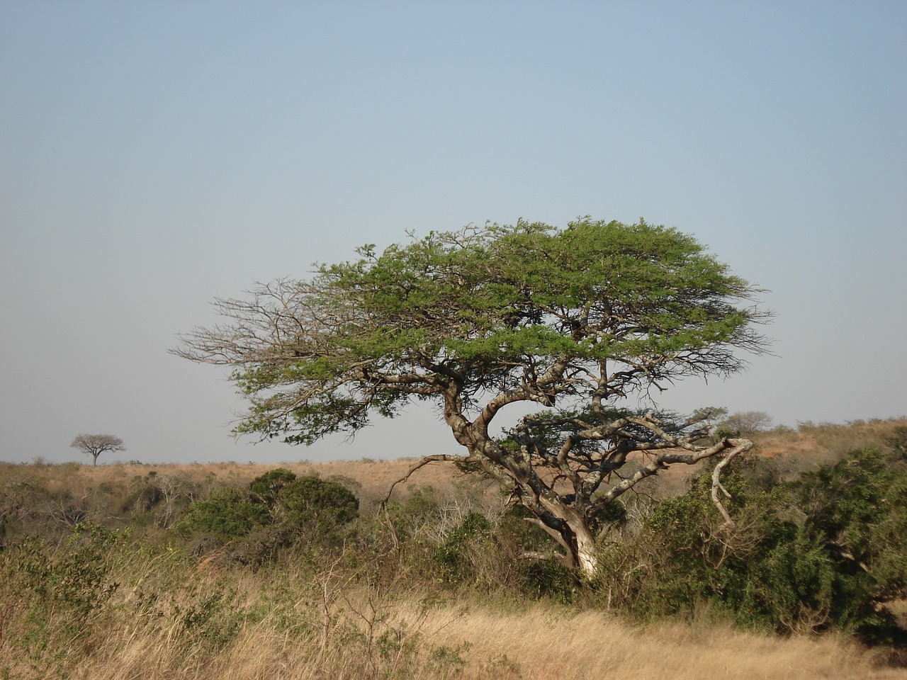 tree nature africa free photo