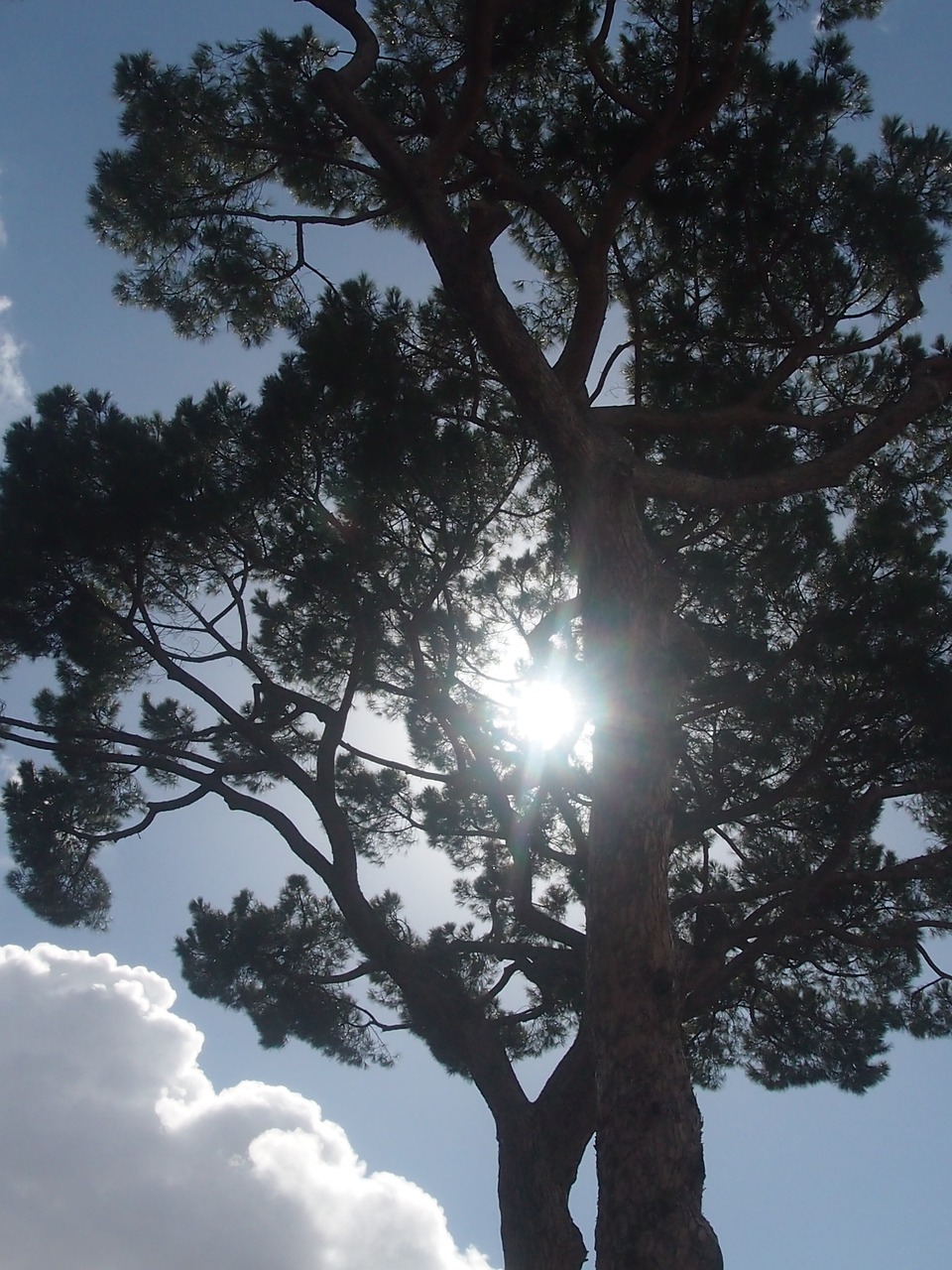 tree light sun free photo