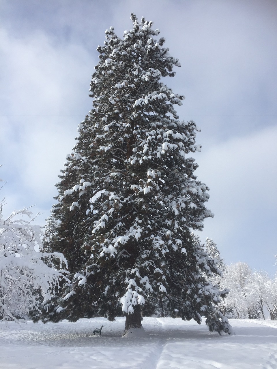 tree winter snow free photo