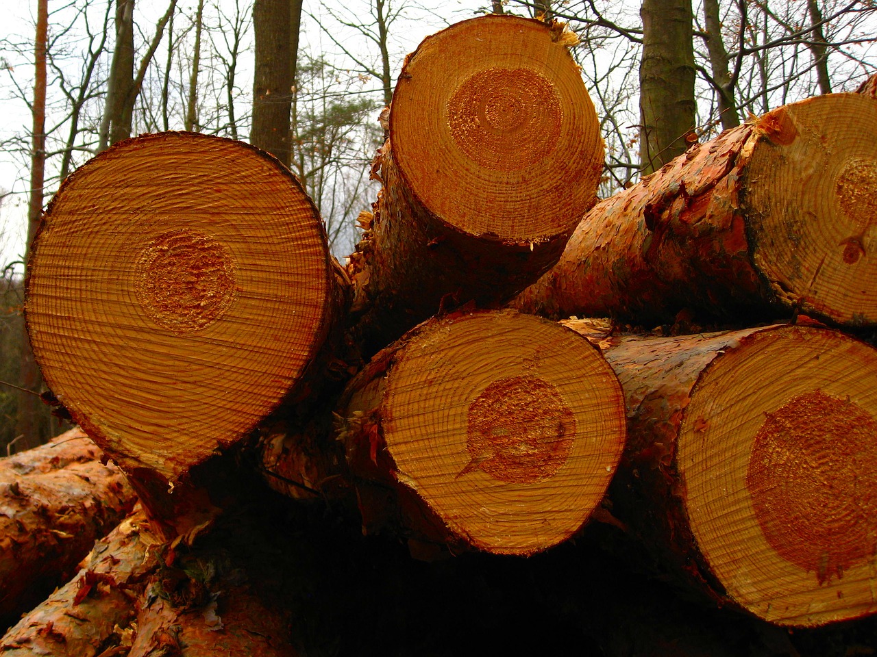 tree log forest free photo