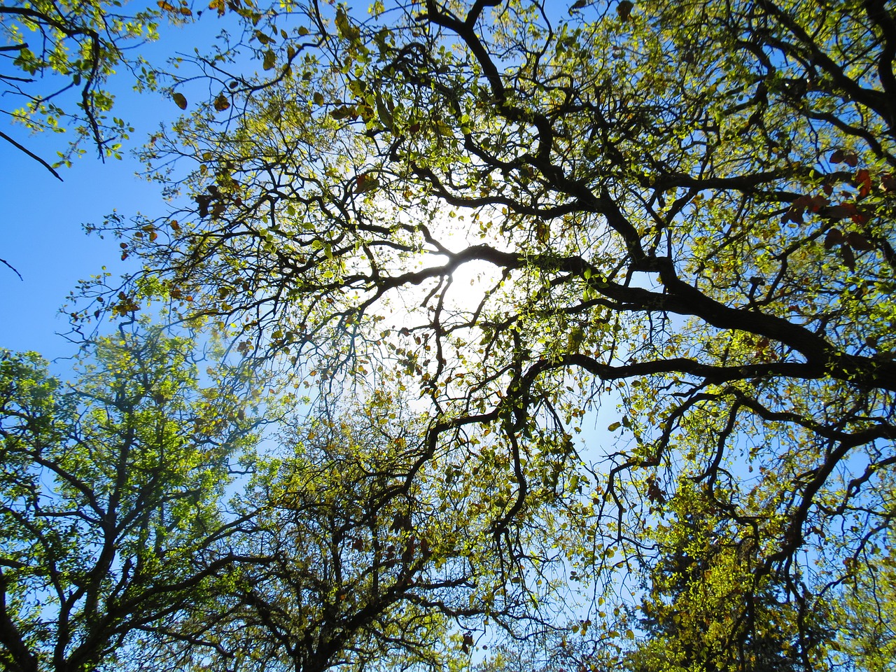 tree plant green free photo