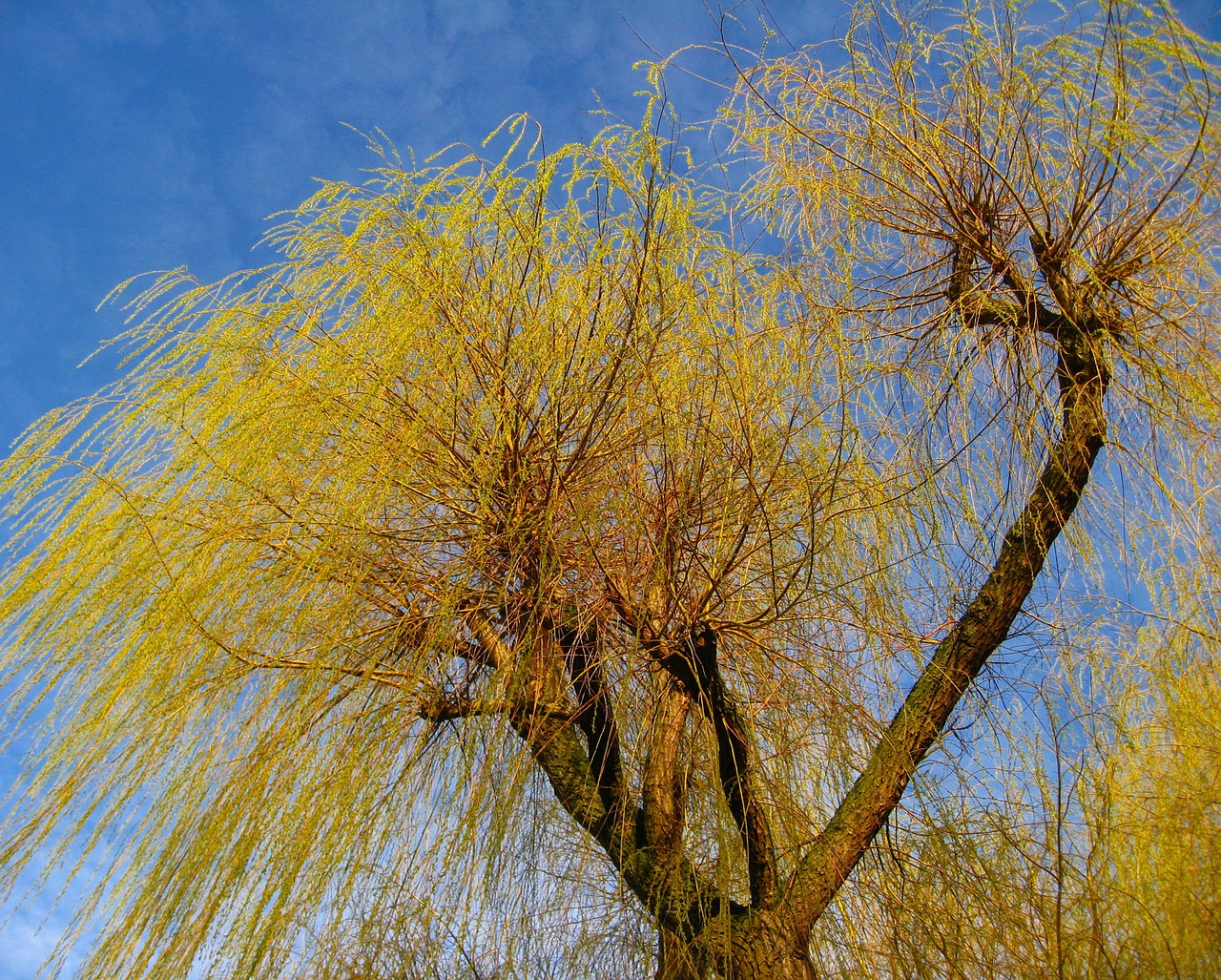 tree branches willow tree free photo