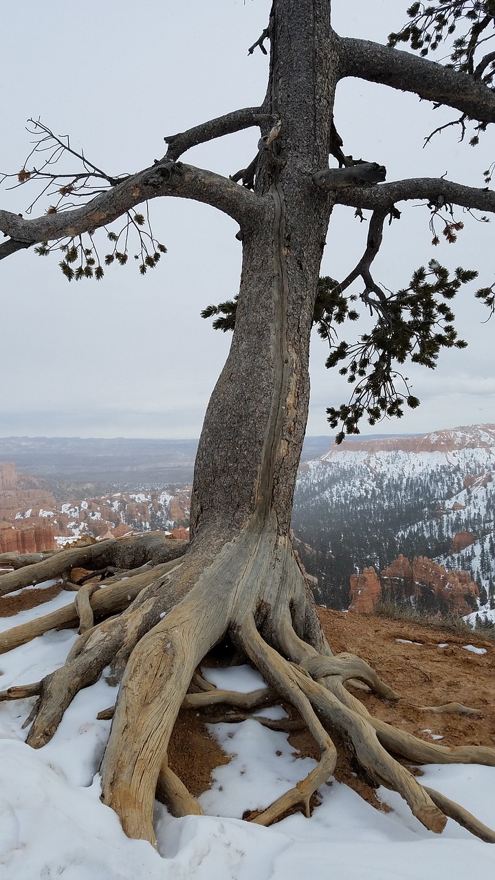 tree snow outdoor free photo