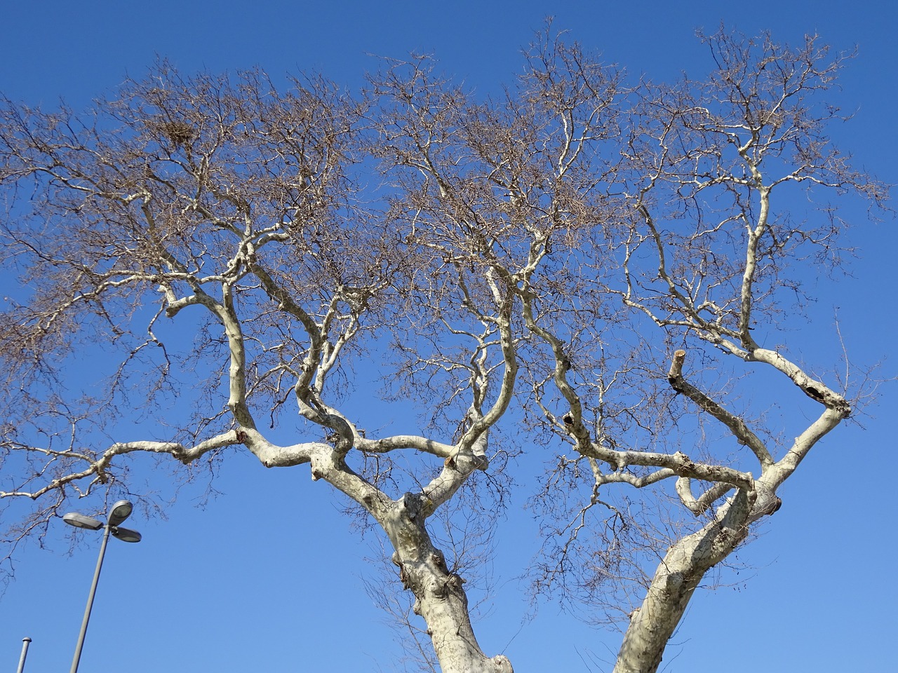 tree branches blue free photo