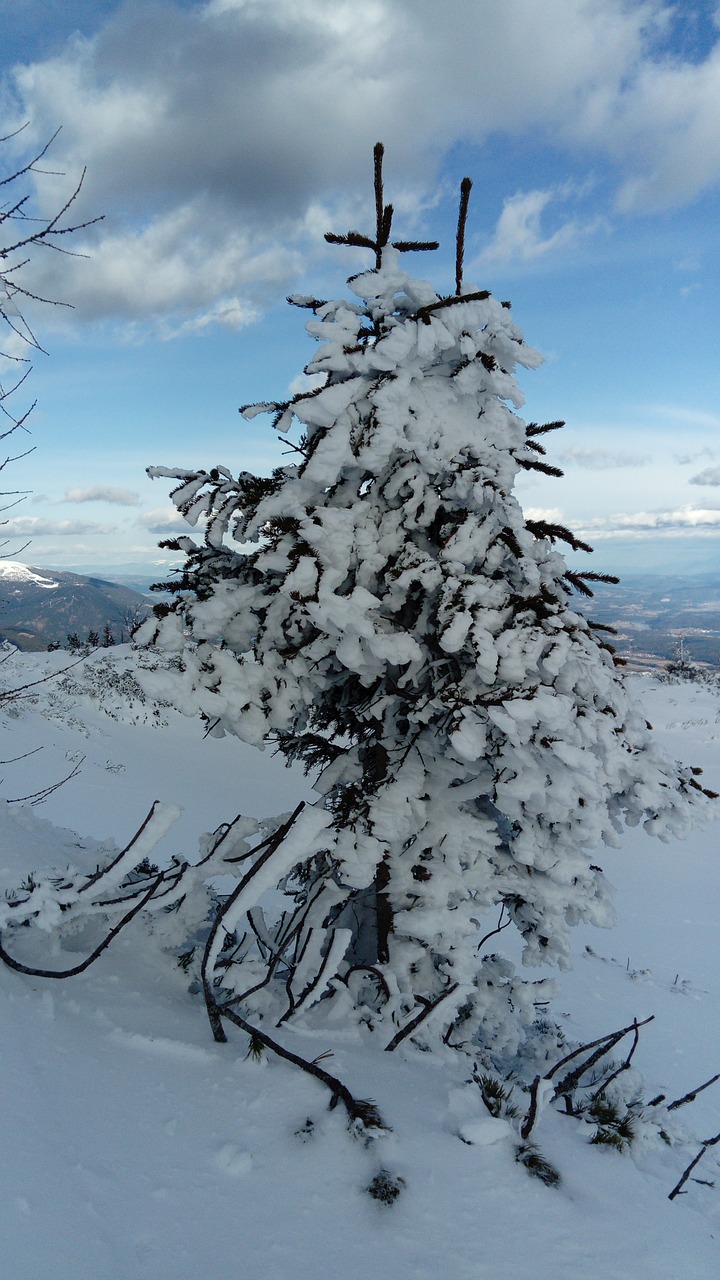 tree snow winter free photo