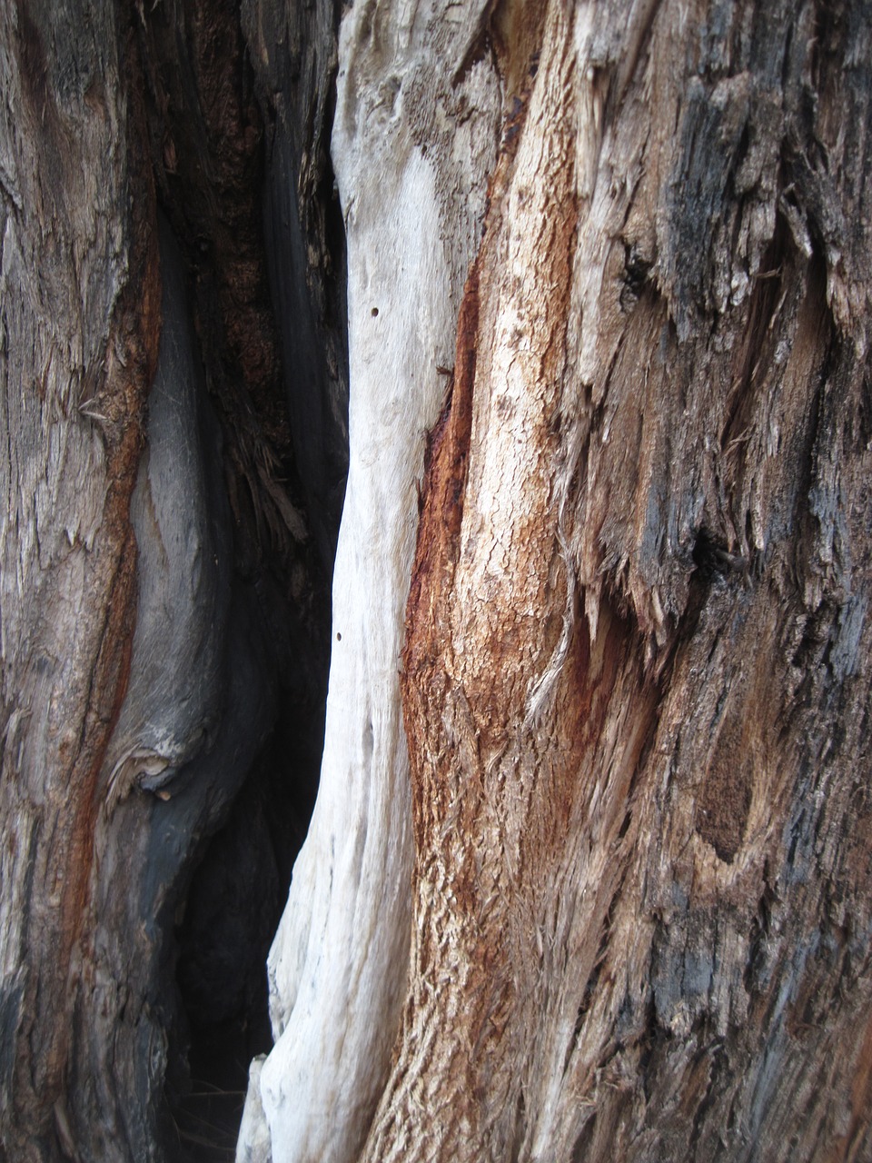 tree bark texture free photo