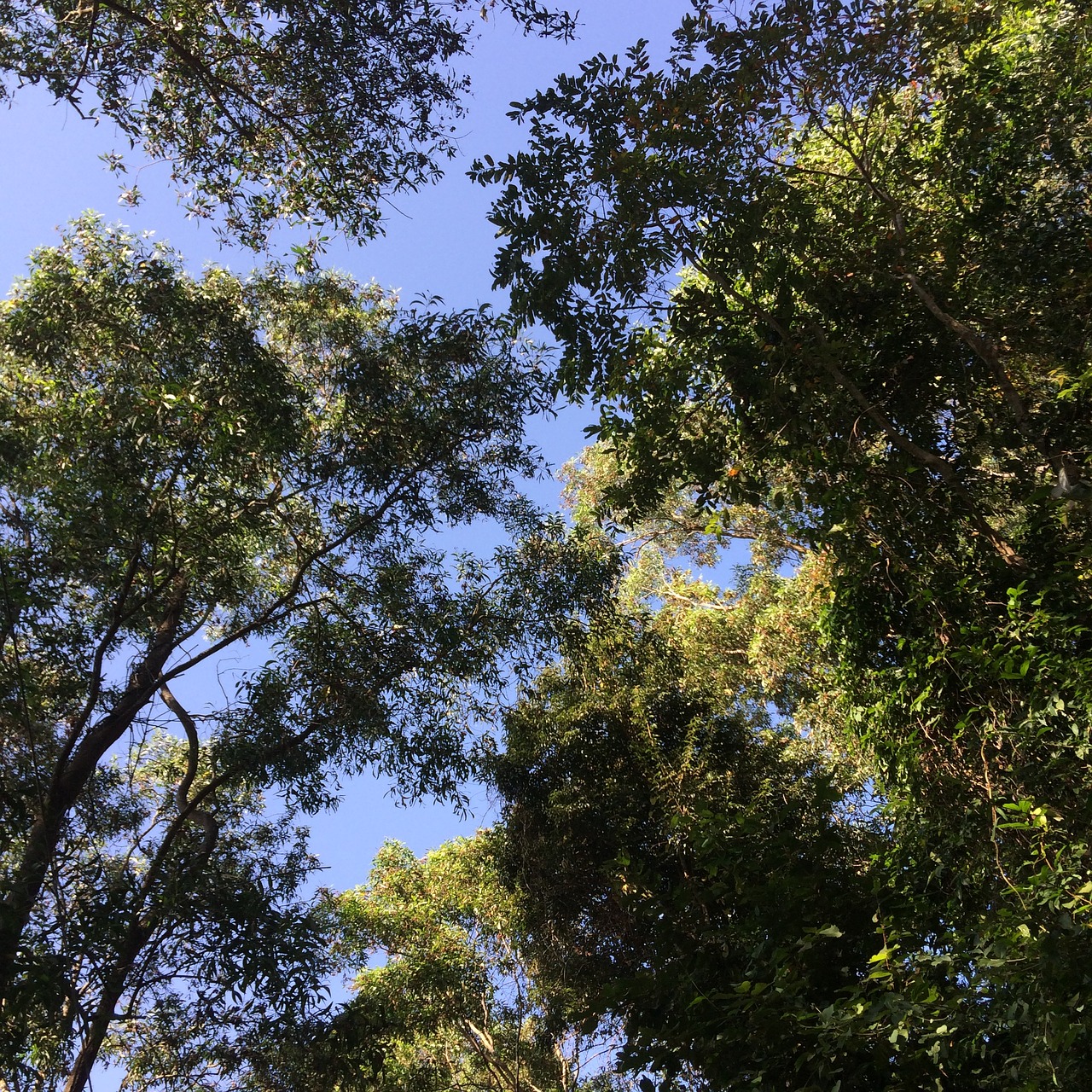 tree sky blue free photo