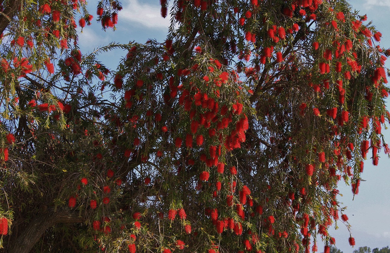 tree red flora free photo