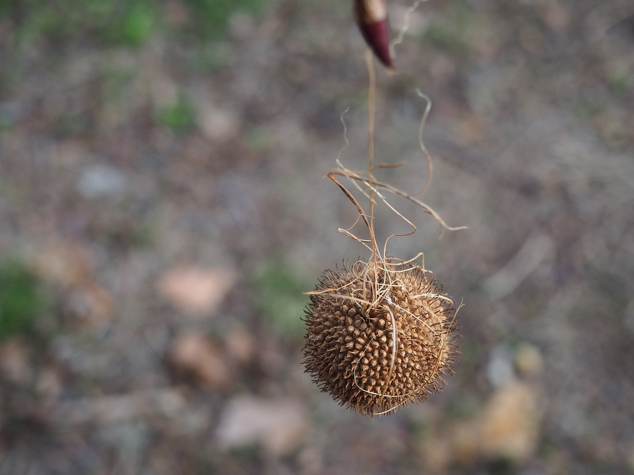 tree seeds exotic free photo