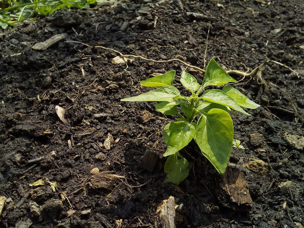 tree sapling cultivating free photo