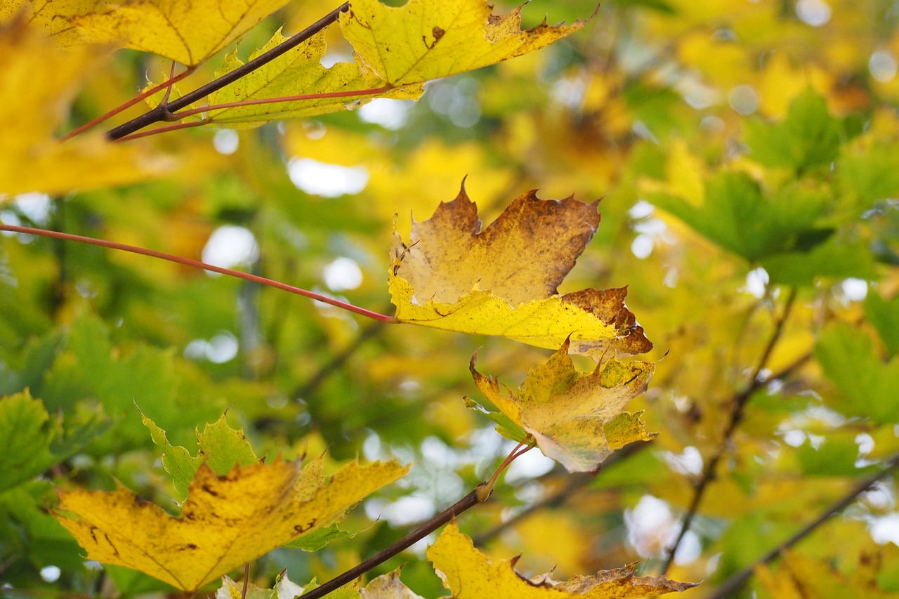 tree yellow nature free photo