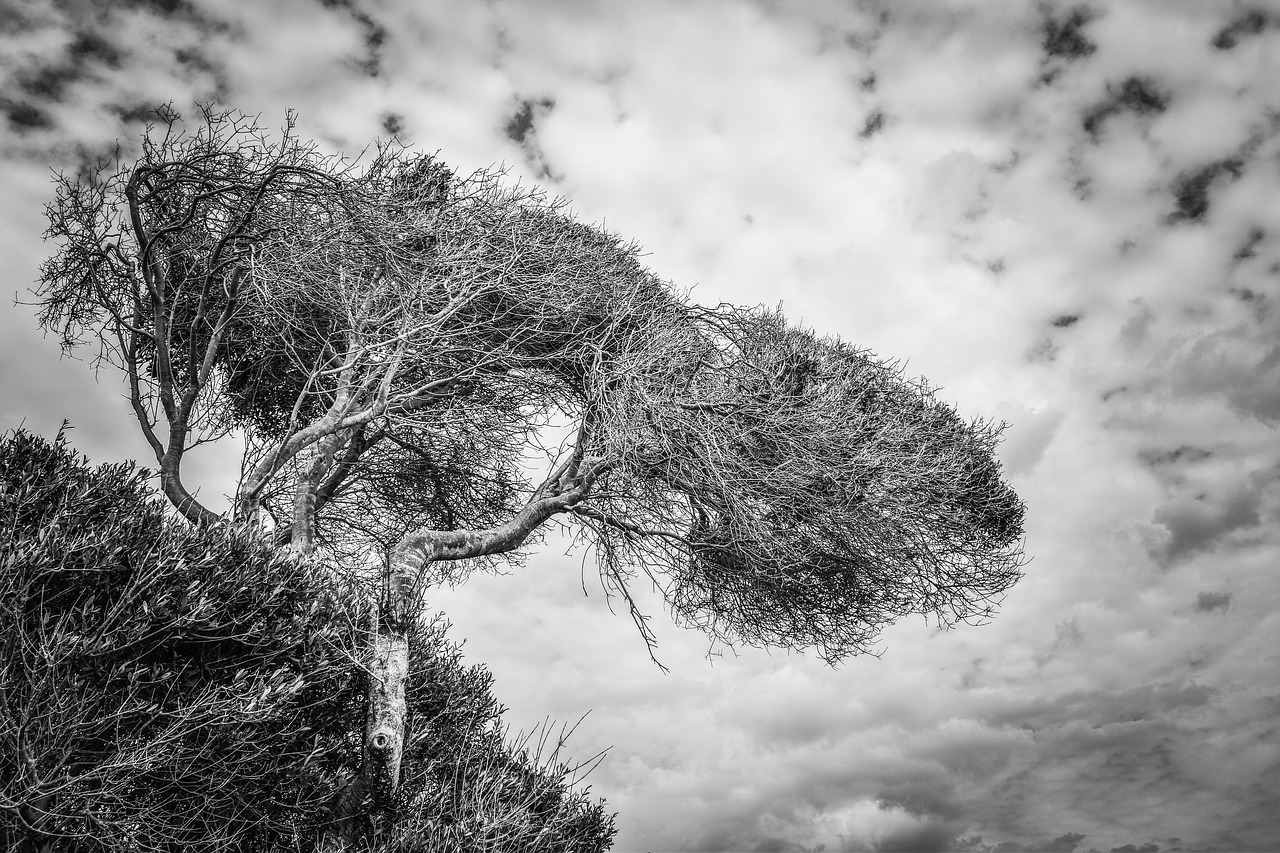 tree sky clouds free photo