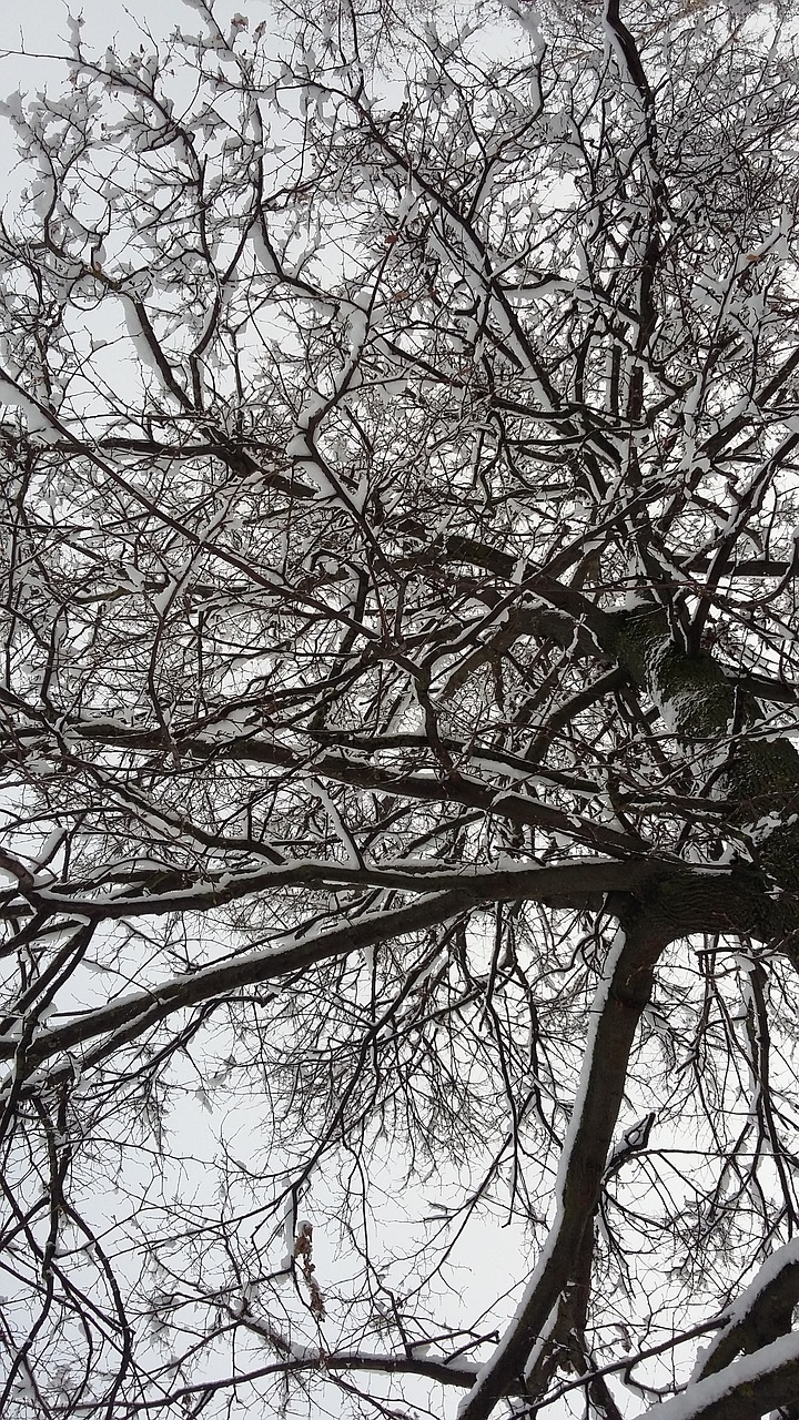 tree snow winter free photo