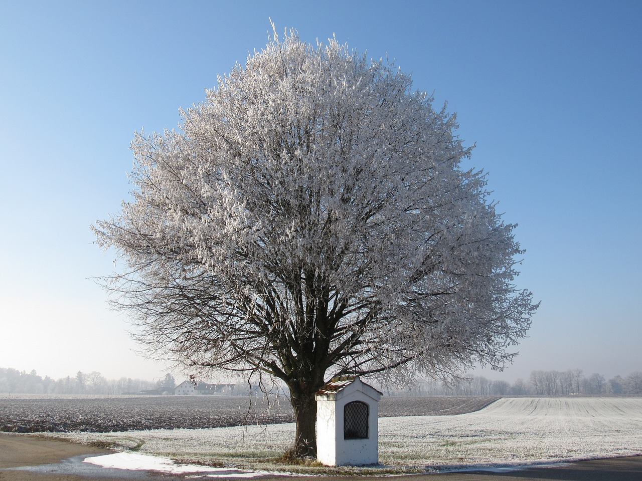 tree frost hoarfrost free photo