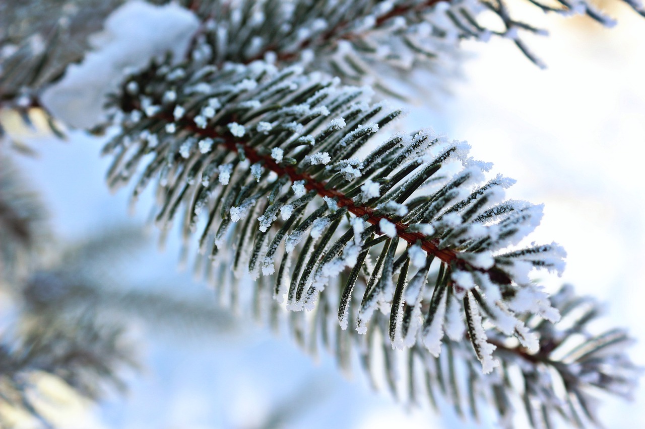 tree winter snow free photo