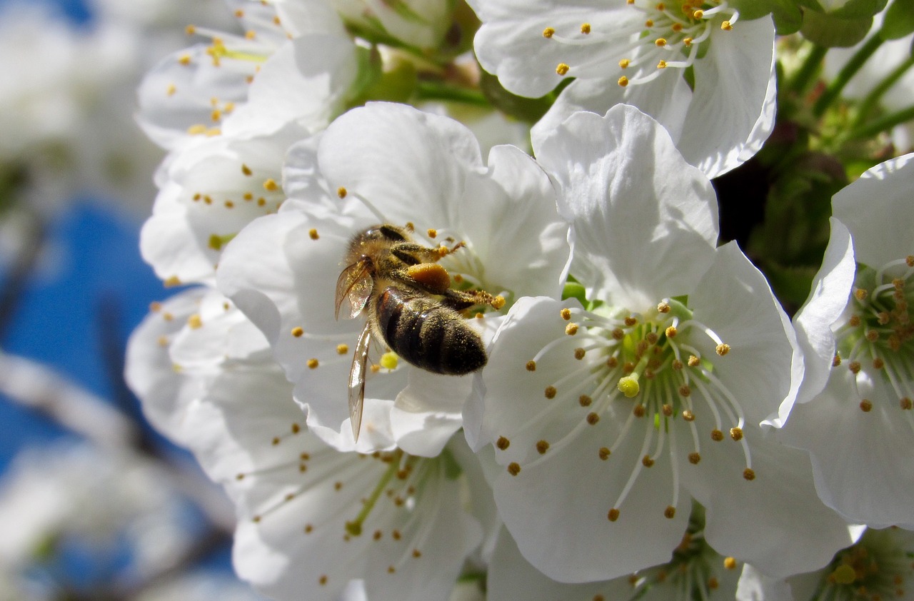 tree bee flower free photo