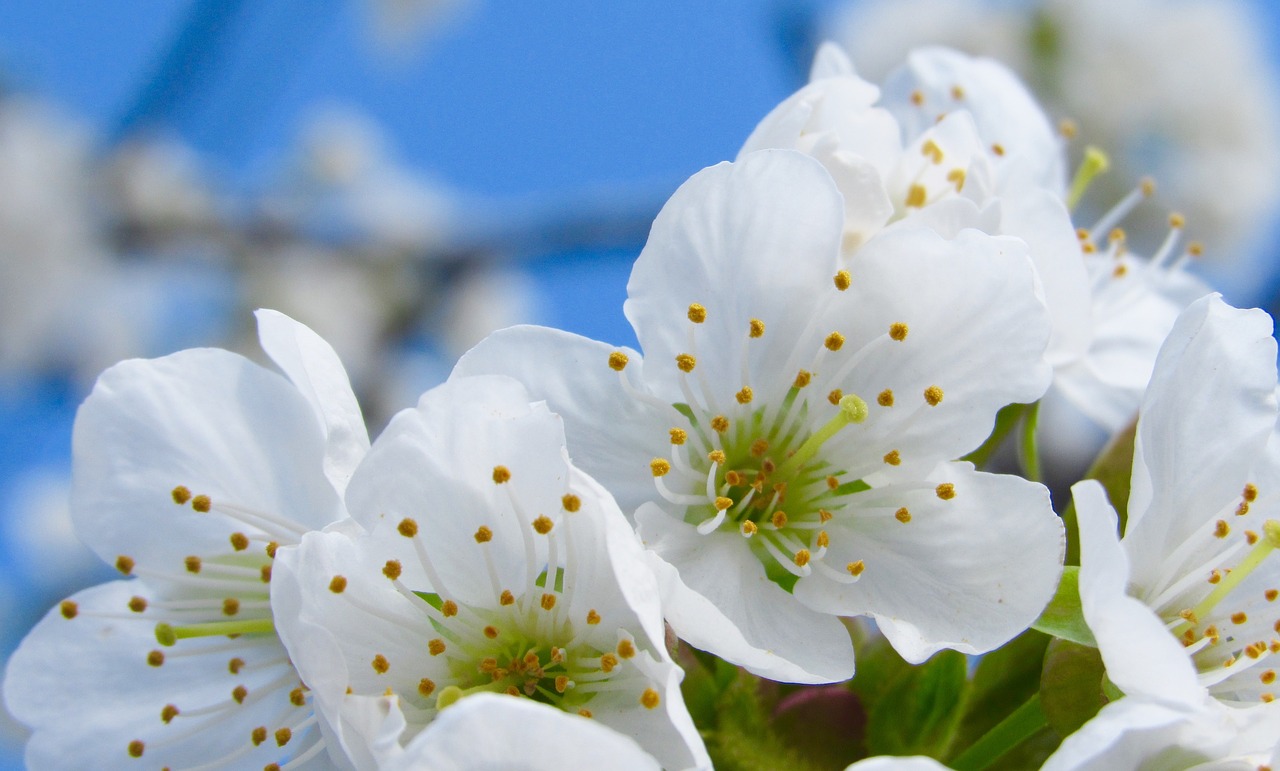 tree flower garden free photo