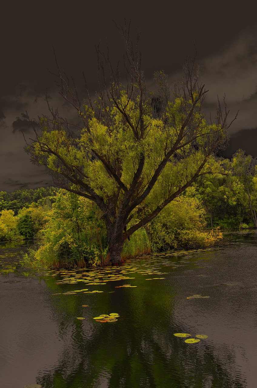 tree lake moody free photo