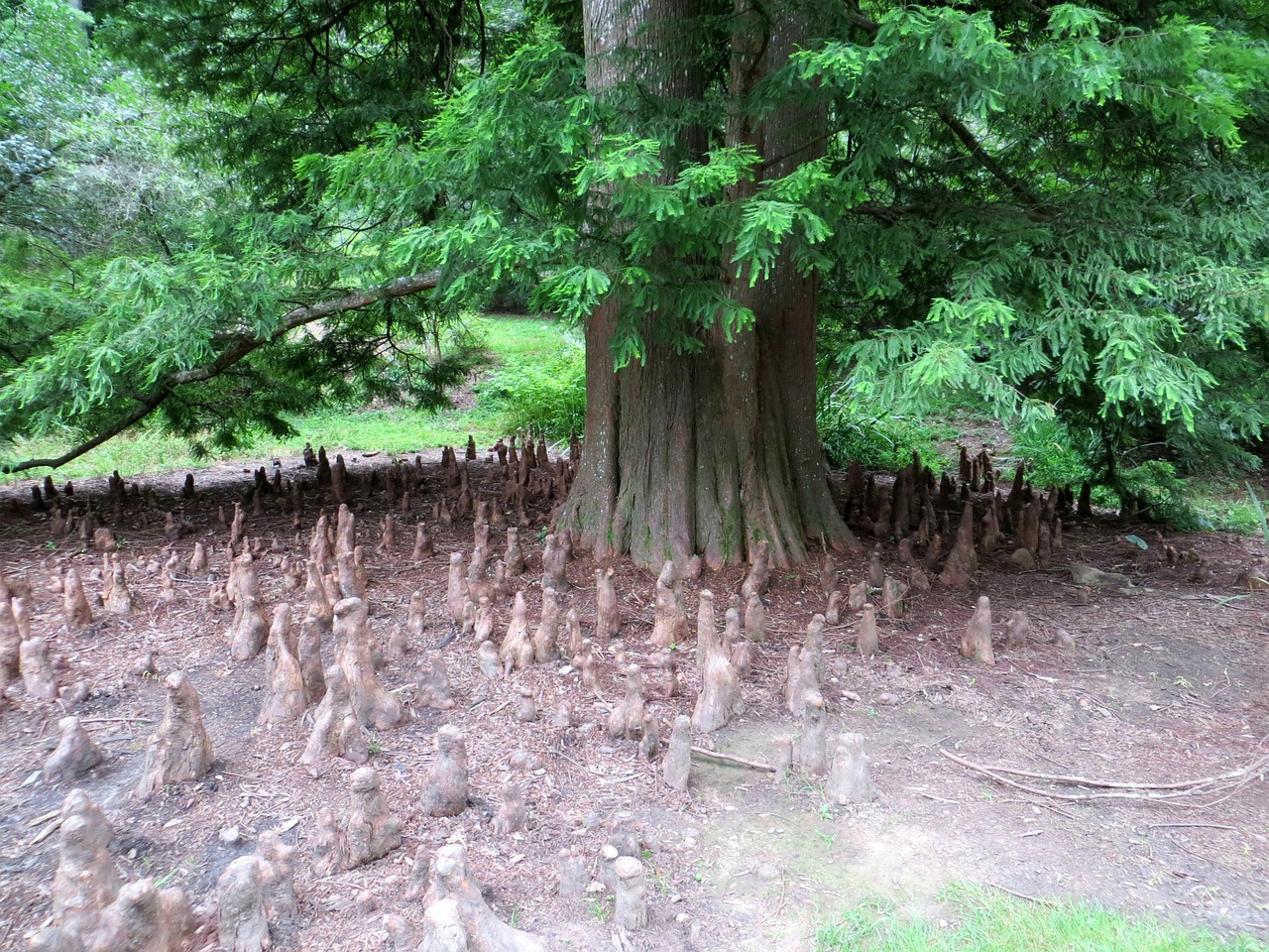 tree forest roots free photo