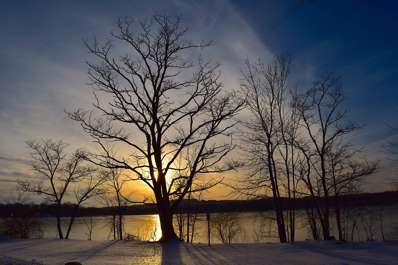 tree silhouette sunset free photo