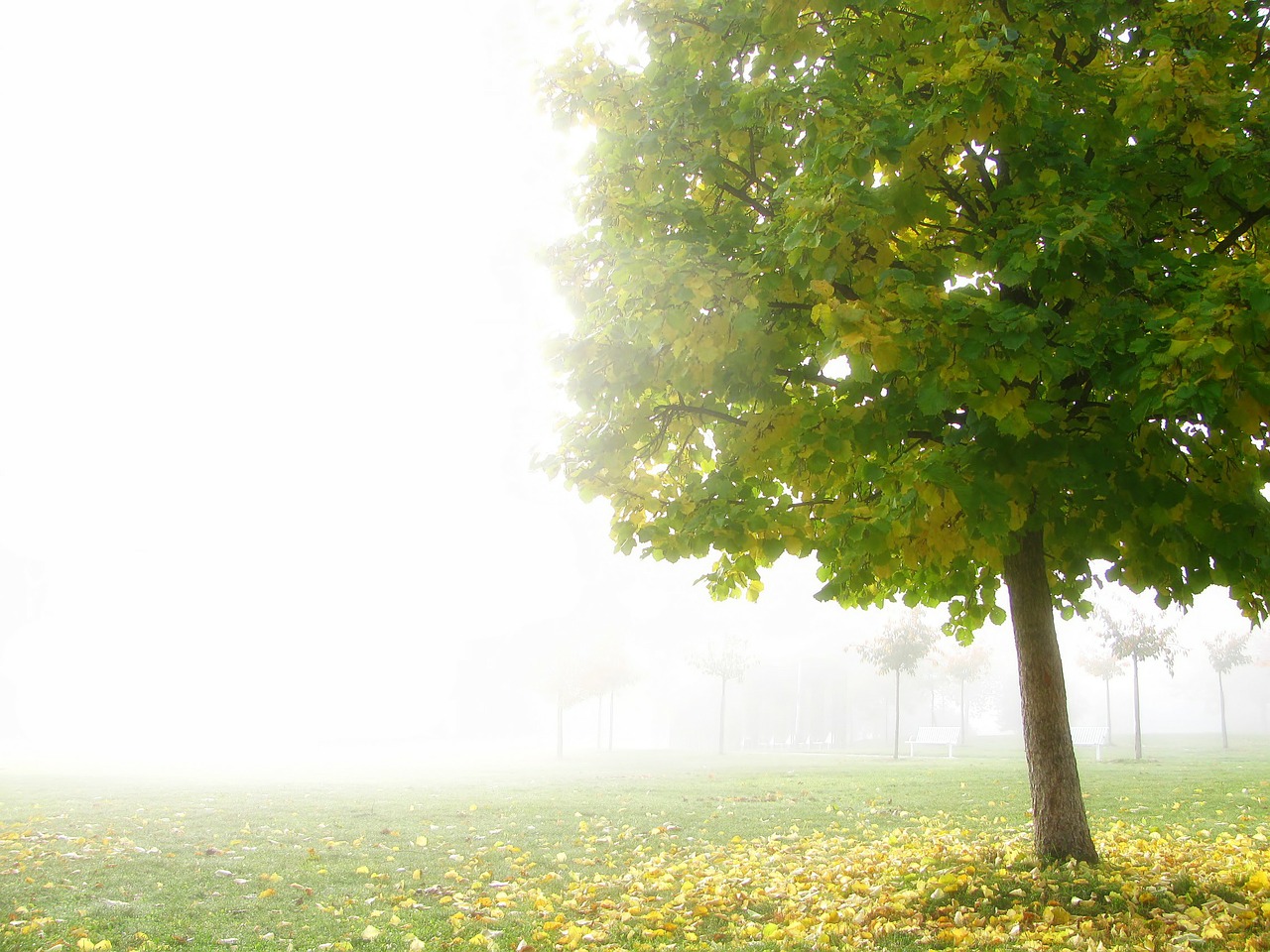 tree fog park free photo