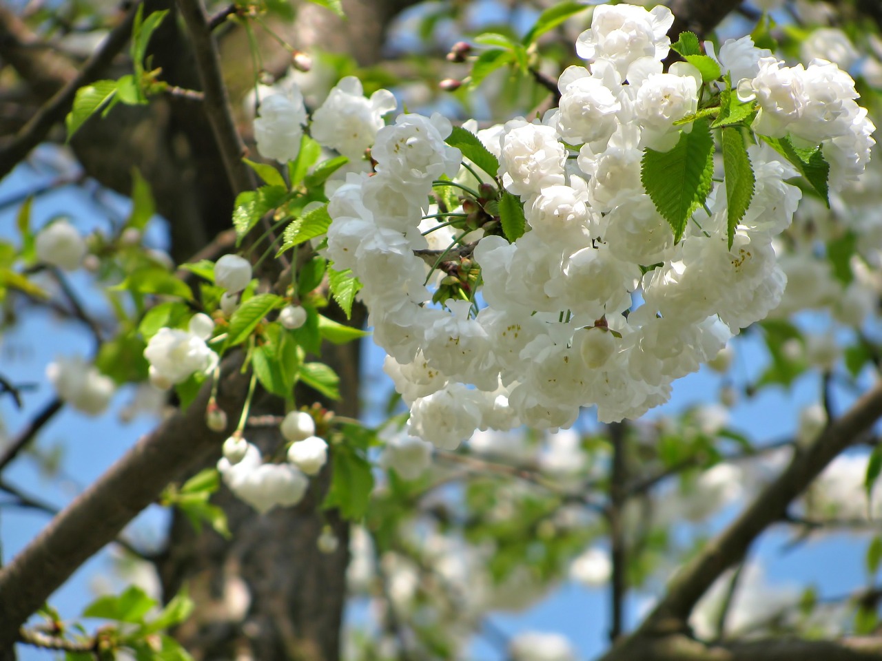 tree blossom blossoms free photo