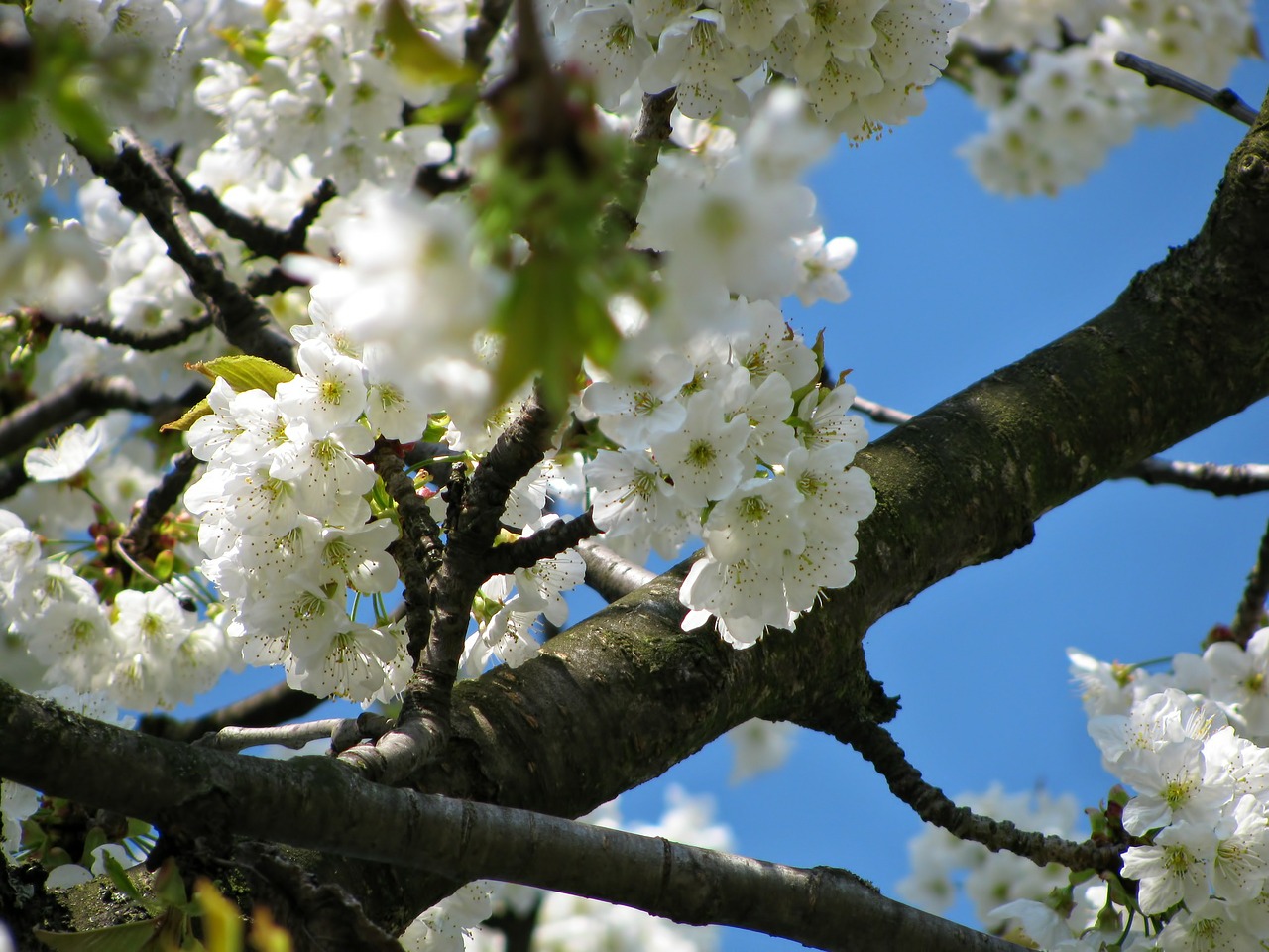 tree blossom blossoms free photo