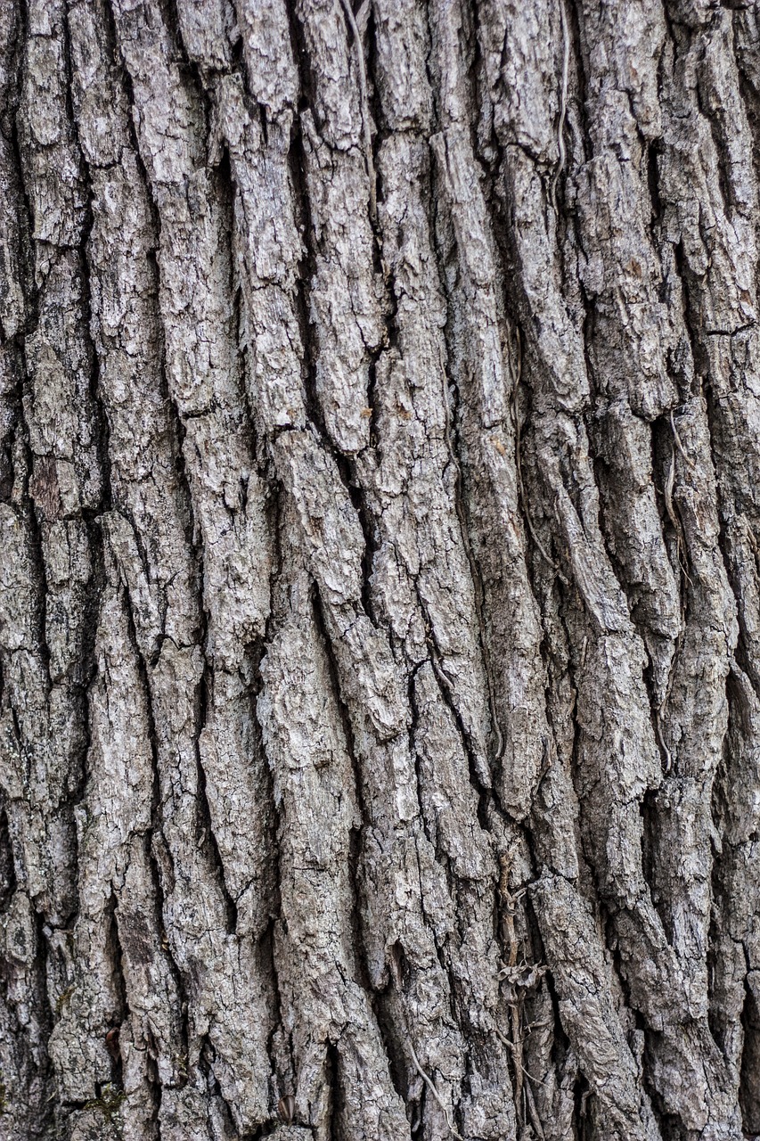 tree bark wooden free photo