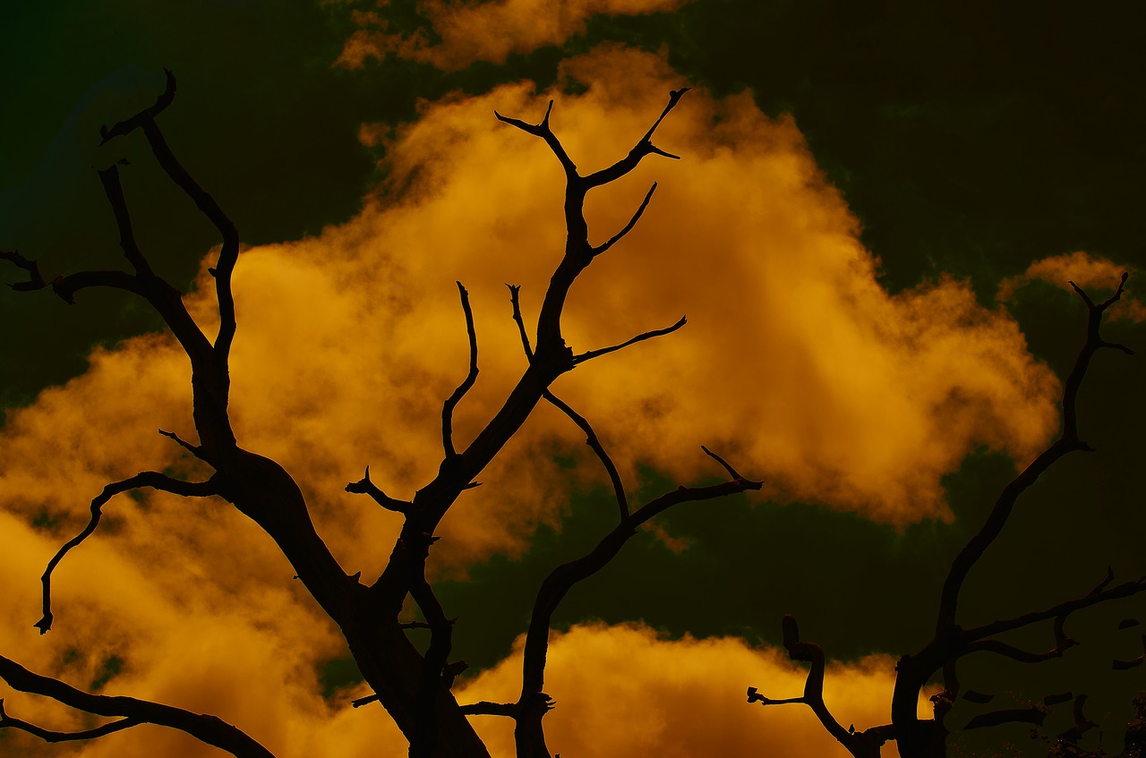 tree sky dramatic free photo