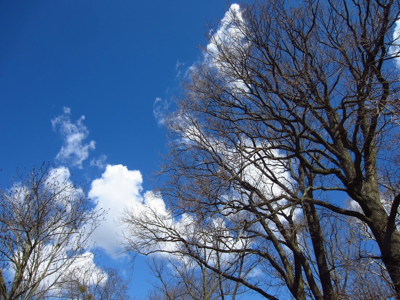 tree kahl cloud free photo