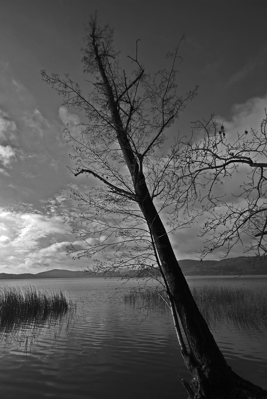 tree laacher lake lake free photo
