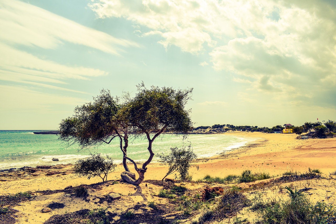 tree dunes sea free photo