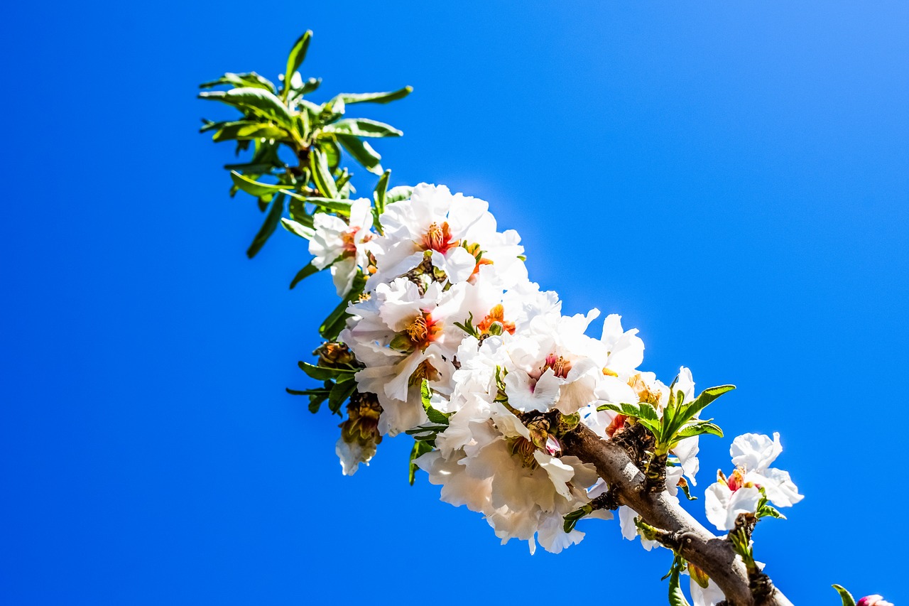 tree branch flowers free photo