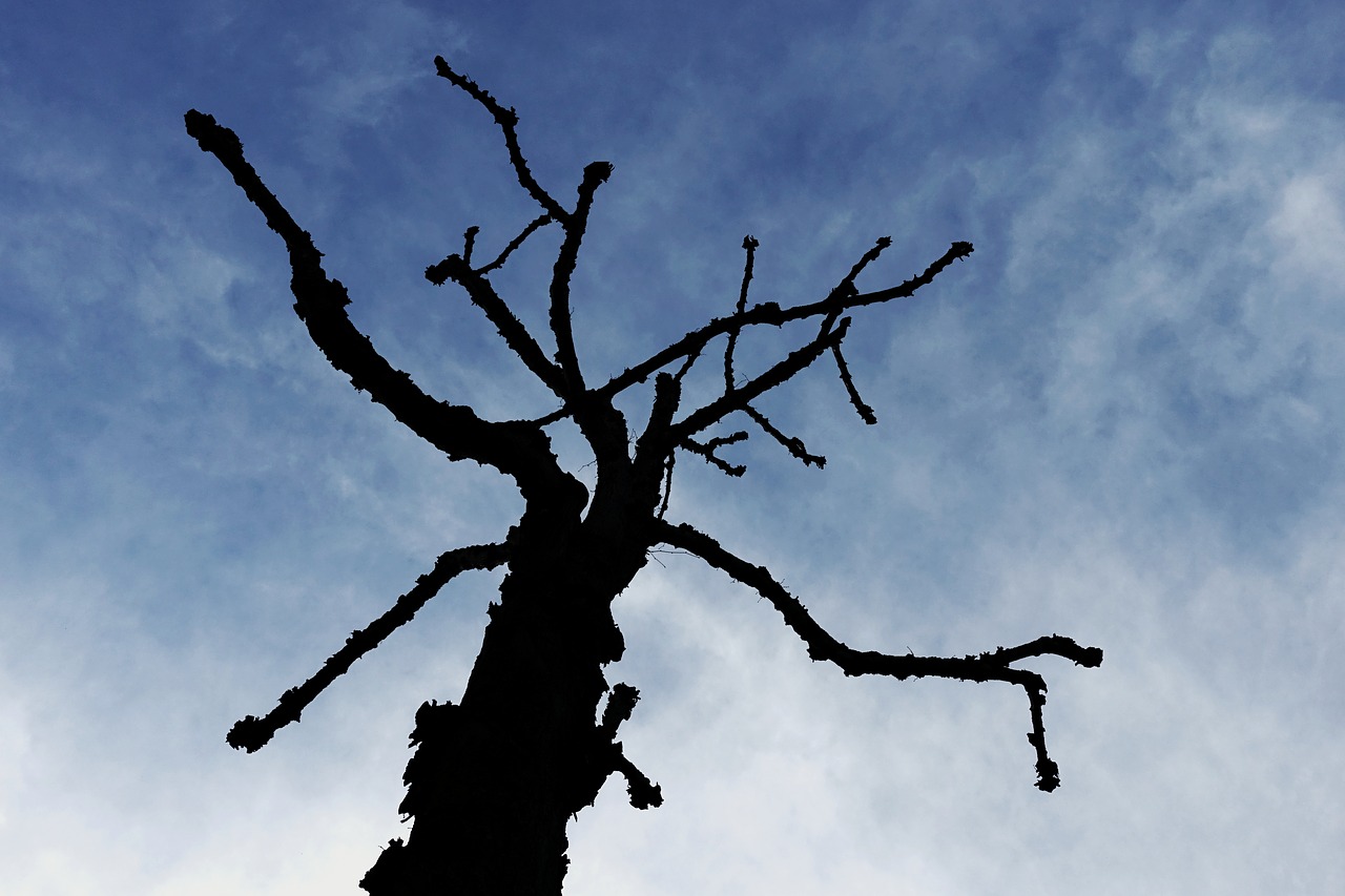 tree silhouette menace free photo