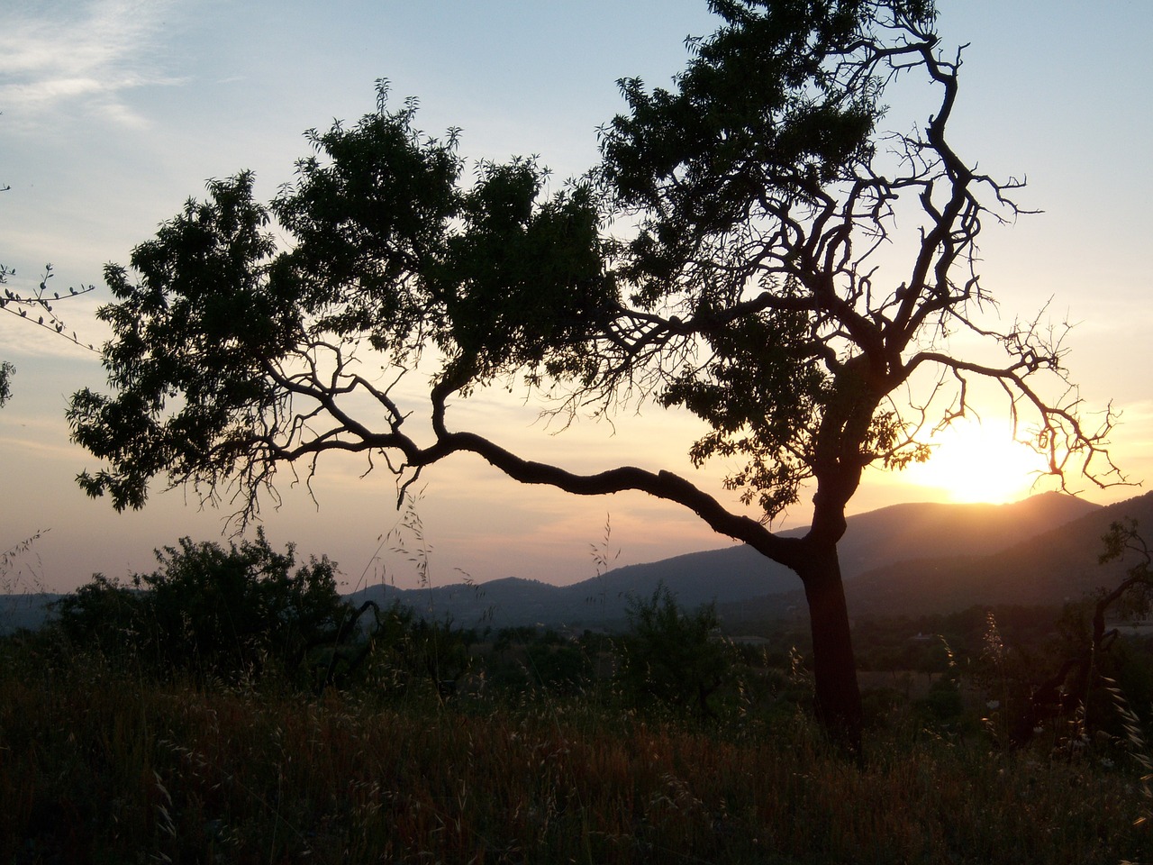 tree abendstimmung sunset free photo