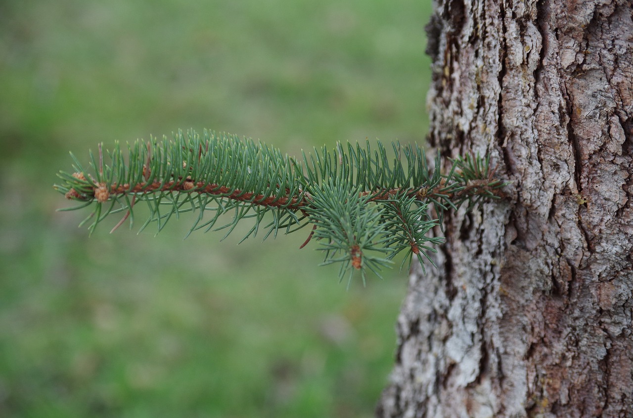 tree needles branch free photo