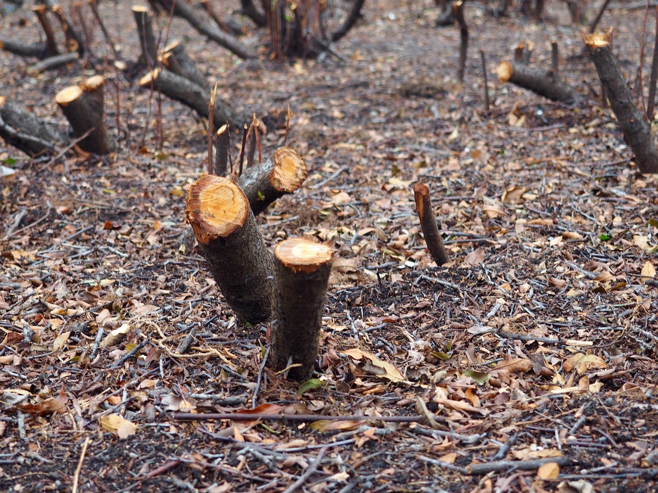 tree stubs park free photo