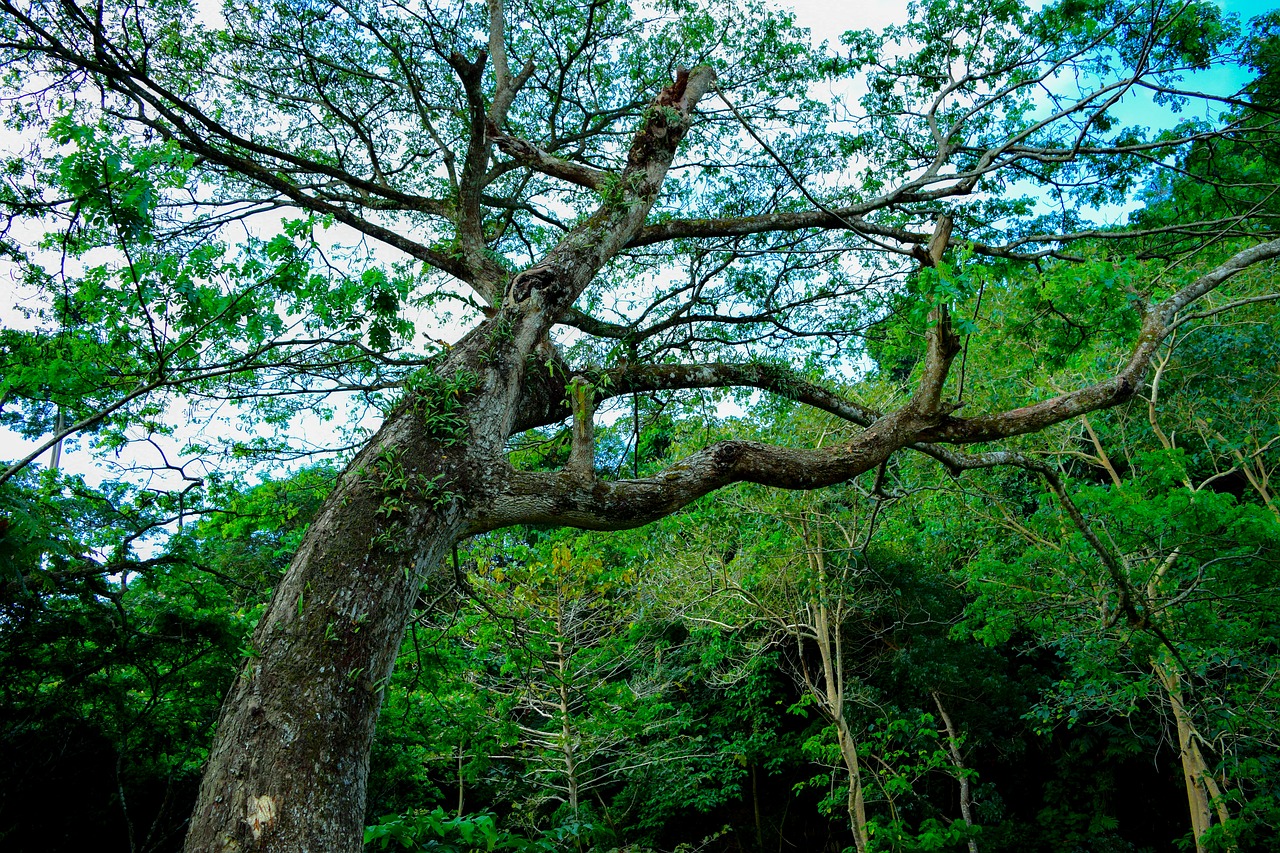 tree nature green free photo